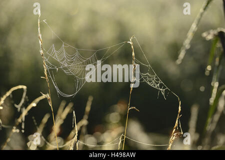 Ragnatela, spiderweb, rugiada, mattina, la messa a fuoco in primo piano, Foto Stock