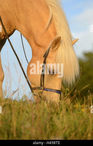 Horse, islandese cavallo, metà ritratto, vista laterale, erba, mangiare, Foto Stock