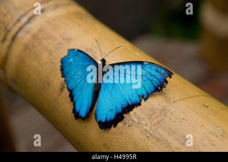 Blue Morphofalter, Morpho peleides, Ecuador, provincia di Pichincha, foresta riserva Mindo Nambillo,, Sud America, butterfly, blu, Morphofalter, bambù, legno, sedersi, ala, radiosa, butterfly, nobile butterfly, Nymphalidae, animali, insetti, animali giornate mondiali Foto Stock