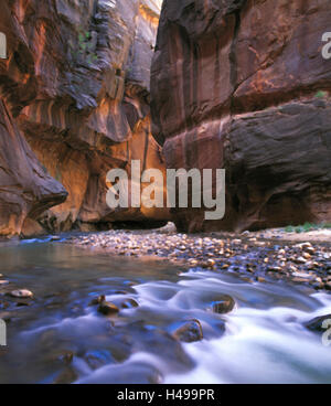 La si restringe nella forcella del nord del fiume vergine, Sion N.P. Utah, Stati Uniti d'America Foto Stock