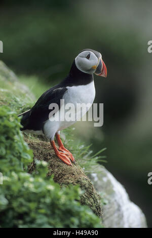 Atlantic puffini, Fratercula arctica, seduta, Foto Stock