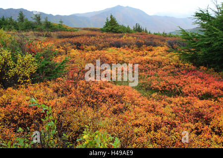 Stati Uniti d'America, Alaska, scenario, autunno Foto Stock