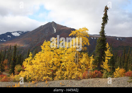 Gli Stati Uniti, Alaska, di Denali National Park, paesaggi, natura, autunno Foto Stock