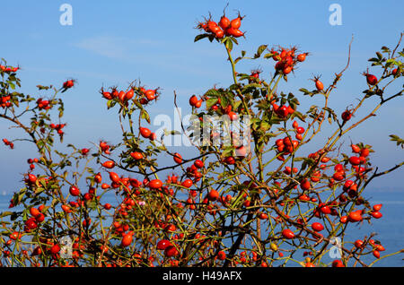 Rosa canina, rosa canina, Foto Stock