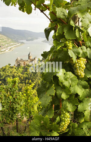 Vigneto, vista, vigne, Castello Stahleck, Renania-Palatinato, Germania Foto Stock