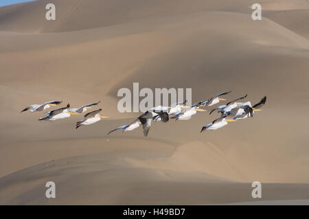 Africa, Namibia, Walvis Bay, sandwich Harbour, pellicani, Foto Stock