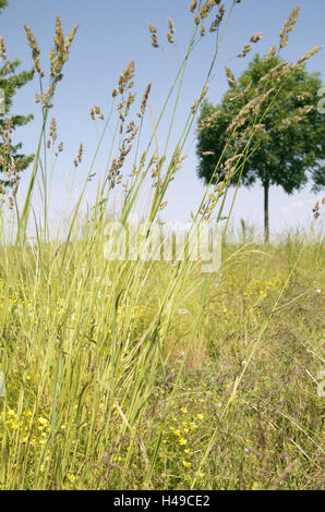 Germania, Altes Land (regione), prato, fili di erba, sky, alberi, Foto Stock