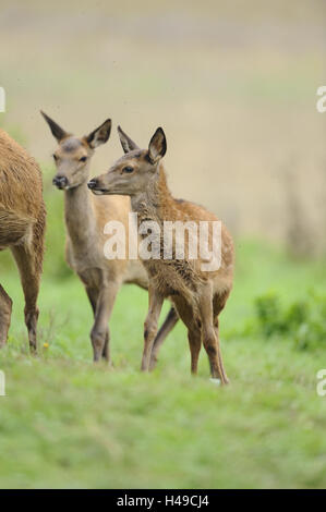 Cervi, Cervus elaphus, vitelli, prato, in piedi, vista frontale Foto Stock