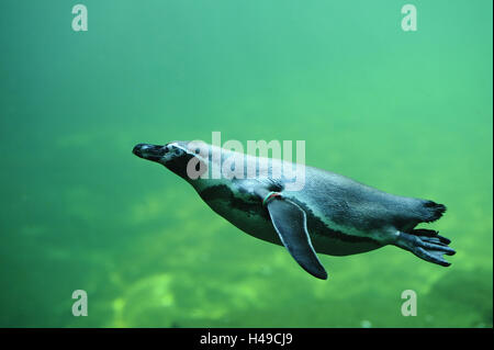 Pinguini Humboldt, Spheniscus Humboldti, subacquea, immersioni subacquee, vista laterale Foto Stock