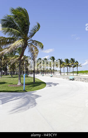 Palme e Lummus Park, Ocean Terrace, South Beach di Miami, Art Deco District, Florida, STATI UNITI D'AMERICA, Foto Stock