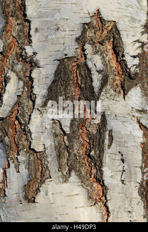 Argento betulle, ceppo, dettaglio, argento betulle, betulla, corteccia di albero, fessure, formato verticale, albero, corteccia, tronco, ceppo betulla, campione vicino, Foto Stock