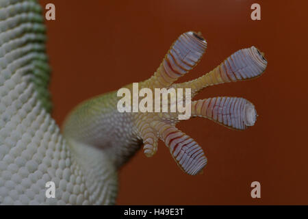 Madagascar-tag gecko, piede, vicino, Foto Stock