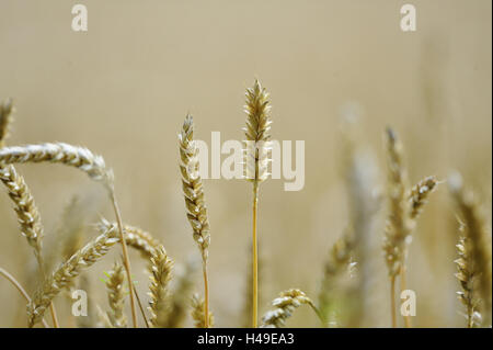 Farro, Triticum aestivum subsp. Spelta, orecchie, dettaglio medie close-up, Foto Stock