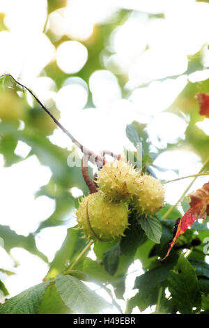 Dolce di castagne, Castanea sativa, ramo, frutti, luce posteriore, Foto Stock