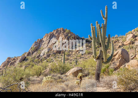 Picco Pinnacolo e cactus Saguaro Foto Stock