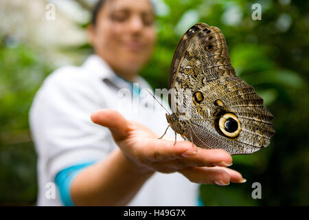 Donna, mano, banana butterfly, Caligo memnon, Ecuador, provincia Pichincha, foresta riserva Mindo Nambillo,, Sud America, farfalla, in gran parte, a farfalla, nobile butterfly, Nymphalidae, animali, insetti, il mondo degli animali, insetti, volo insetti Farfalle, farfalle, Sechsfüßler, neopteranses, Foto Stock