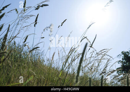 Germania, Altes Land (regione), prato, fili di erba, sky, close-up, Foto Stock