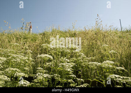 Germania, Altes Land (regione), prato, cielo, stendibiancheria, donna, lavanderia, riagganciare Foto Stock