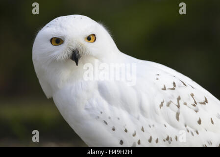 Civetta delle nevi, bubo scandiacus, Nyctea scandiaca, guardando la telecamera, Foto Stock