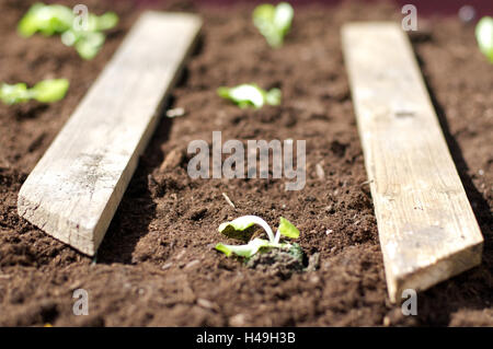 Piante di lattuga, patch, close-up, Foto Stock