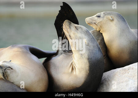 California leoni di mare, Zalophus californianus, shore, sdraiato, Foto Stock