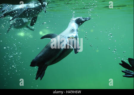 Pinguini Humboldt, Spheniscus Humboldti, subacquea, immersioni subacquee, vista laterale Foto Stock