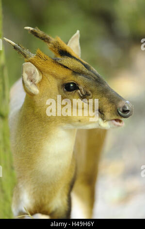 Reeves è muntjac, Muntiacus reevesi, metà ritratto, vista laterale Foto Stock