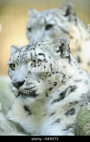 I leopardi delle nevi, Panthera uncia, ritratto, vista laterale Foto Stock