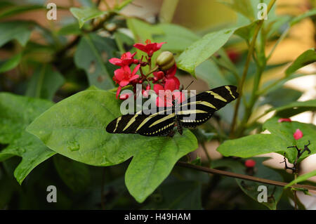 Zebra longwing, Heliconius charithonia, Foto Stock