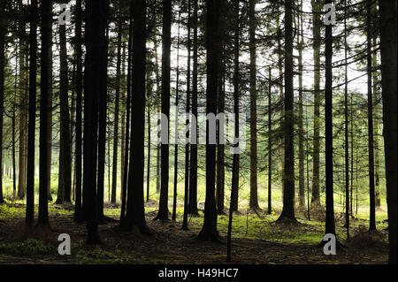 La foresta di abete rosso, abeti rossi Picea abies, Alto Palatinato, Baviera, Germania, Foto Stock