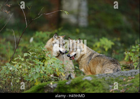 Eurasian lupi, Canis lupus lupus, Foto Stock