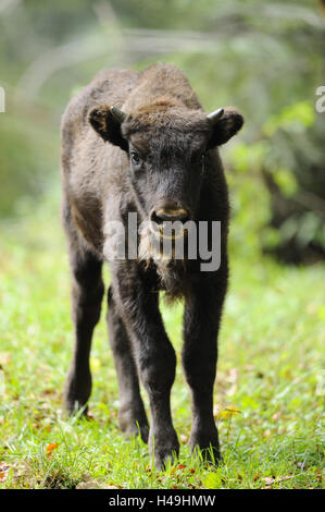 Il bisonte europeo, Bison bonasus, vitello, guardando la telecamera, Foto Stock