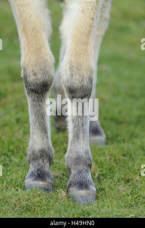Cavallo di Przewalski, Equus ferus przewalskii, zampe anteriori, dettaglio Foto Stock