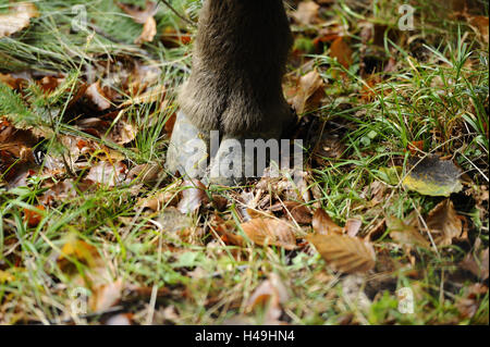 Il bisonte europeo, Bison bonasus, zoccoli, dettaglio Foto Stock