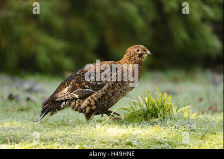 Gallo forcello, Lyrurus tetrix, gallina, Foto Stock