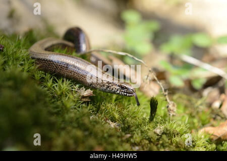 Blindworm, Anguis fragilis, giacente in MOSS, Foto Stock