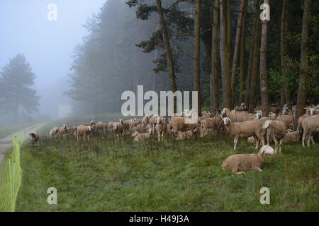 Gli animali domestici delle specie ovina, Ovis orientalis aries, pascolo, in piedi, paesaggio, Foto Stock