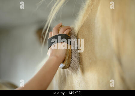 Ragazza adolescente, cavallo, Icelander, stabile, curry, dettaglio Foto Stock