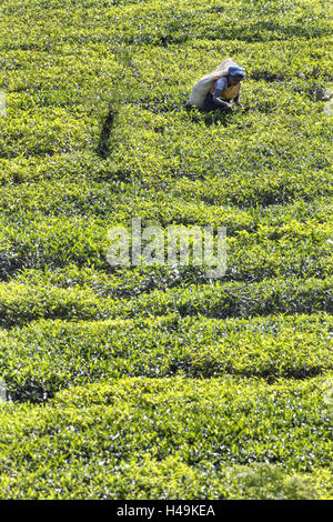 Sri Lanka, Maskeliya, piantagione di tè, donna Foto Stock