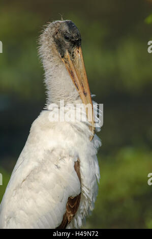 Il legno di Cicogna, (Mycteria americana), Green Cay Area Naturale Delray Beach, Florida Foto Stock