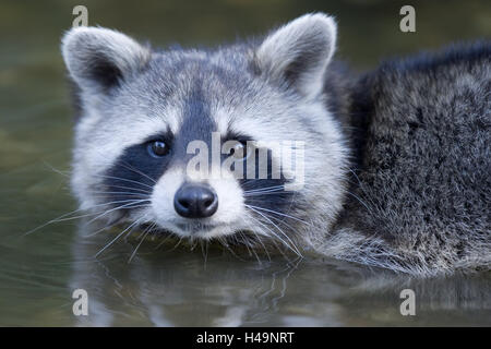 Acqua, North American racoon, Procione lotor, ritratto, animale ritratto, natura, il mondo animale, la fauna selvatica, deserto, animali selvatici, animale mammifero, predator, piccolo orso, omnivore, graziosamente, Foto Stock