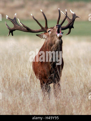 Richmond Park, London, Regno Unito. 14 ottobre, 2016. Un capriolo cervo cortecce durante la stagione di solchi in Richmond Park, Londra, Gran Bretagna il 14 ottobre 2016. © Giovanni Voos Foto Stock