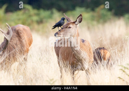 Il parco di Richmond, Regno Unito. Il 14 ottobre 2016. Una cornacchia aiuta a mantenere un cervo rosso hind tick libero. Gli uccelli sono stati visti in Richmond Park becchettare al completamente rilassato cervi. Credito: Ed Brown/Alamy Live News Foto Stock