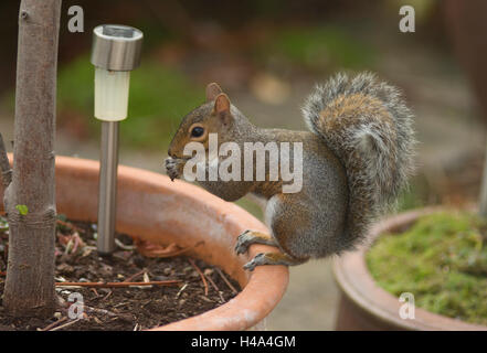 Il torneo di Wimbledon, Londra UK. 15 ottobre, 2016. Autunno porta degli scoiattoli grigi in giardino suburbano di foraggio da alimentatori di uccelli. Credito: Malcolm parco fauna immagini/Alamy Live News Foto Stock