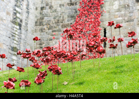 Caernarfon, Galles, 14 ottobre, 2016. Il pianto di papaveri Finestra display da l'installazione " sangue spazzata di terre e mari di rosso" a Caernarfon Castle Credito: Fotan/Alamy Live News Foto Stock