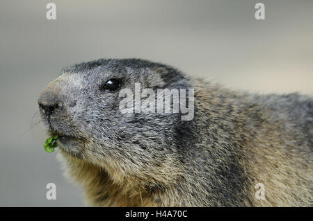 Alp marmotta, Marmota marmota, ritratto, a lato, visualizza fotocamera, Foto Stock