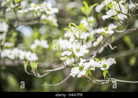 Hanamizuki blooming Yoyogi Prak, Shibuya-Ku, Tokyo, Giappone Foto Stock