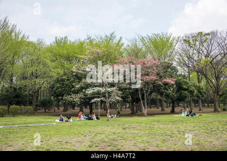 Hanamizuki blooming Yoyogi Prak, Shibuya-Ku, Tokyo, Giappone Foto Stock