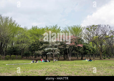 Hanamizuki blooming Yoyogi Prak, Shibuya-Ku, Tokyo, Giappone Foto Stock