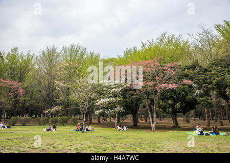 Hanamizuki blooming Yoyogi Prak, Shibuya-Ku, Tokyo, Giappone Foto Stock